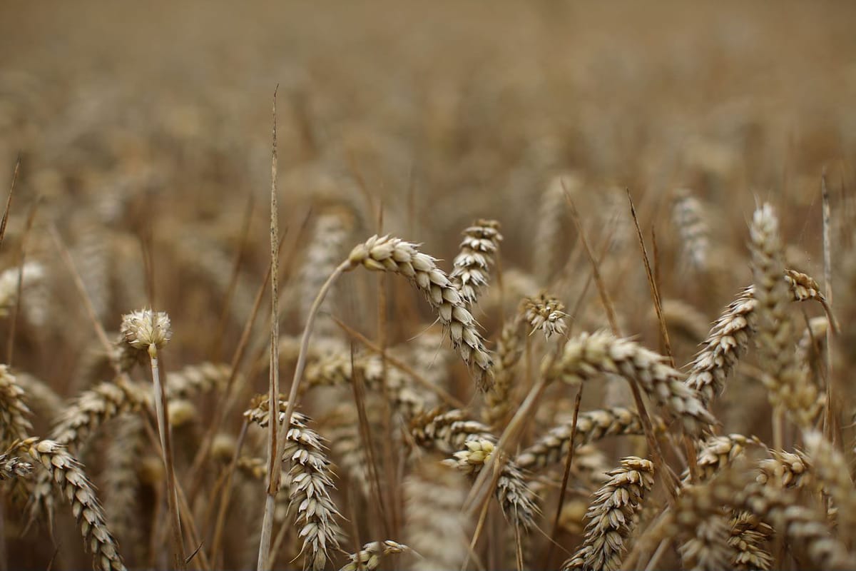 CONTEMPLATION ON HUMILITY