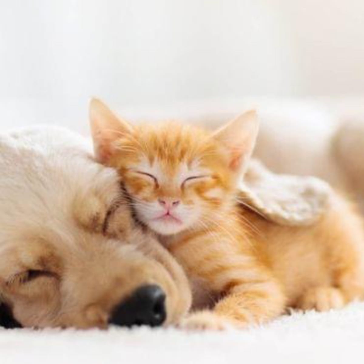 LOOKING FOR THE FACE OF LOVE