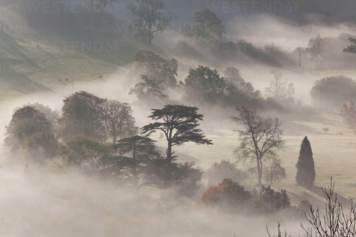 POEM - When I am among the trees
