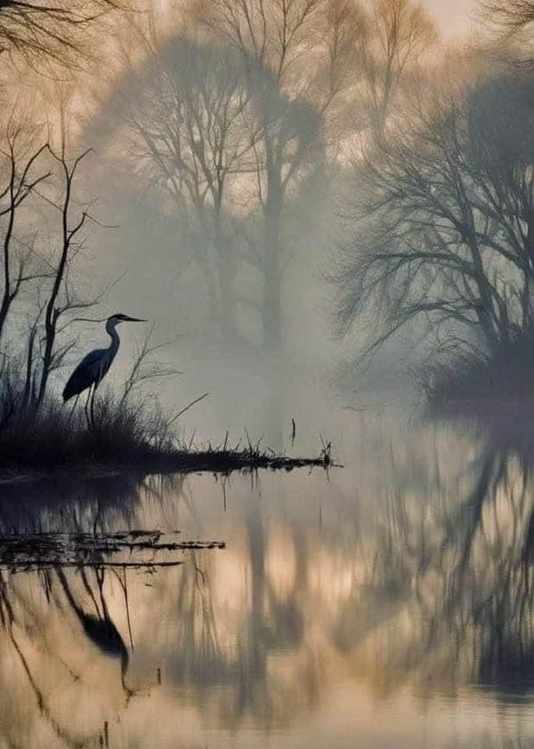 The Peace Of Wild Things