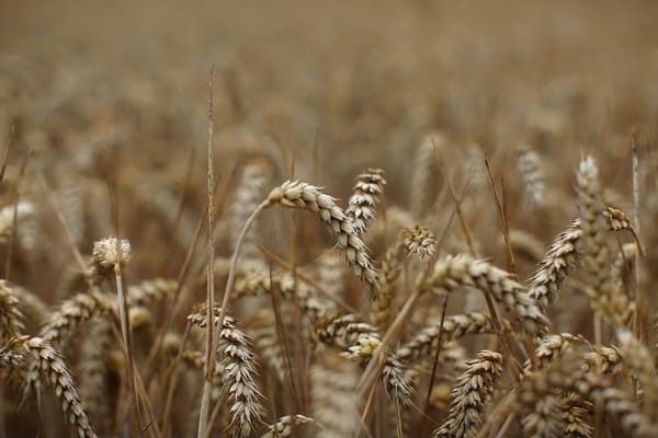 CONTEMPLATION ON HUMILITY