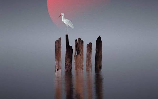 The Body Remembers What the Mind Cannot Heal