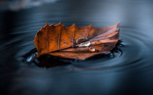 LOVE: is the breath that guides us home.