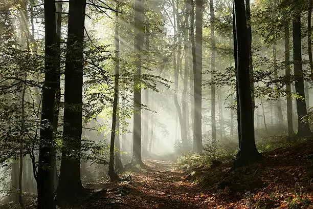 A Reflection on Rest and Surrender.